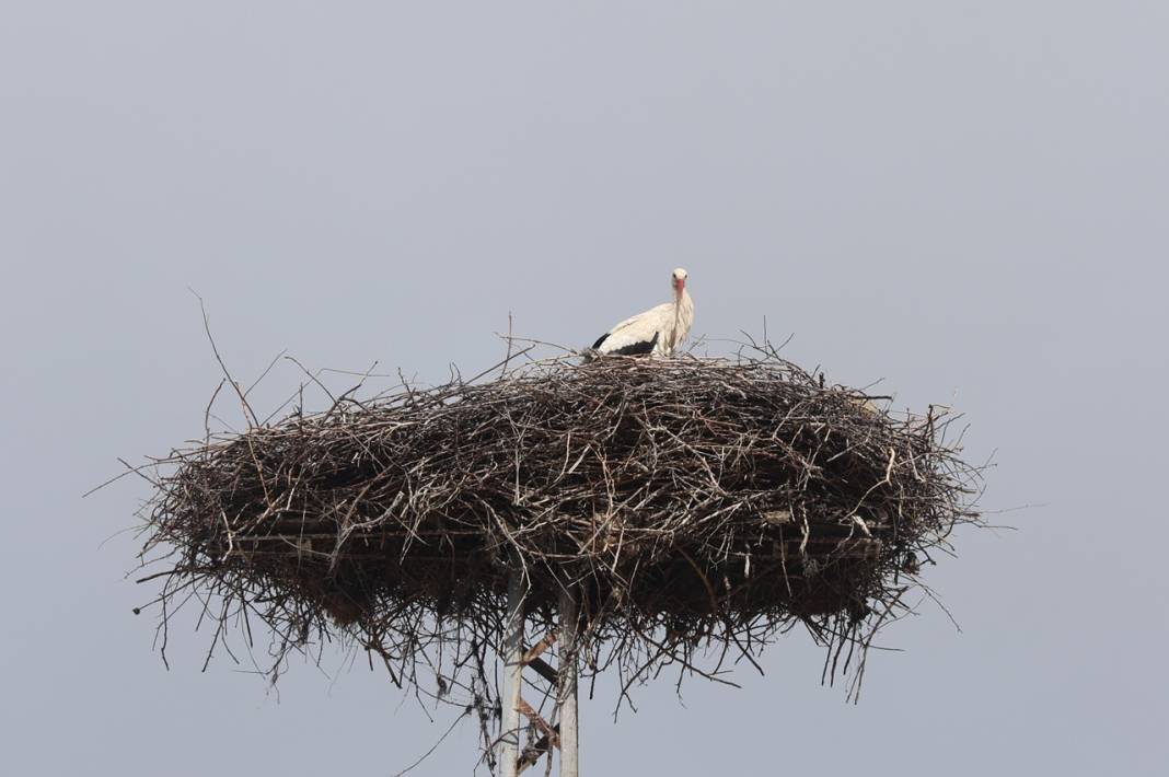 Karataylı leylekler yuvalarına döndü 7